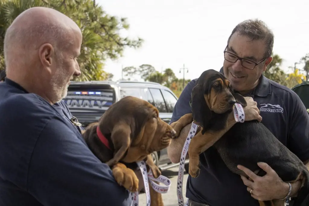 Two men hold two bloodhound puppies