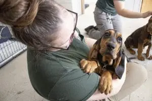 A woman holds a bloodhound puppy.