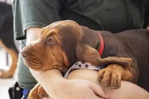 A bloodhound puppy lays on a woman.