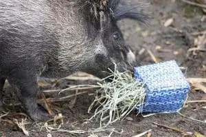A Visayan warty pig sniffing in a tissue box filled with grass