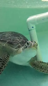 Green sea turtle