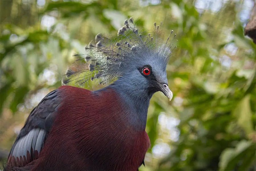 Victoria crowned pigeon