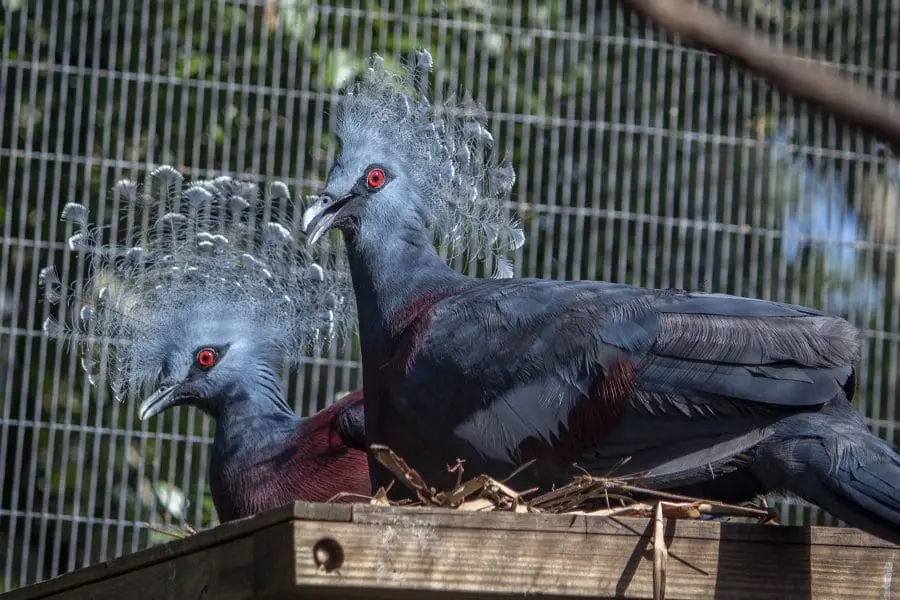 Victoria crowned pigeon