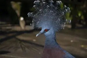 Victoria crowned pigeon