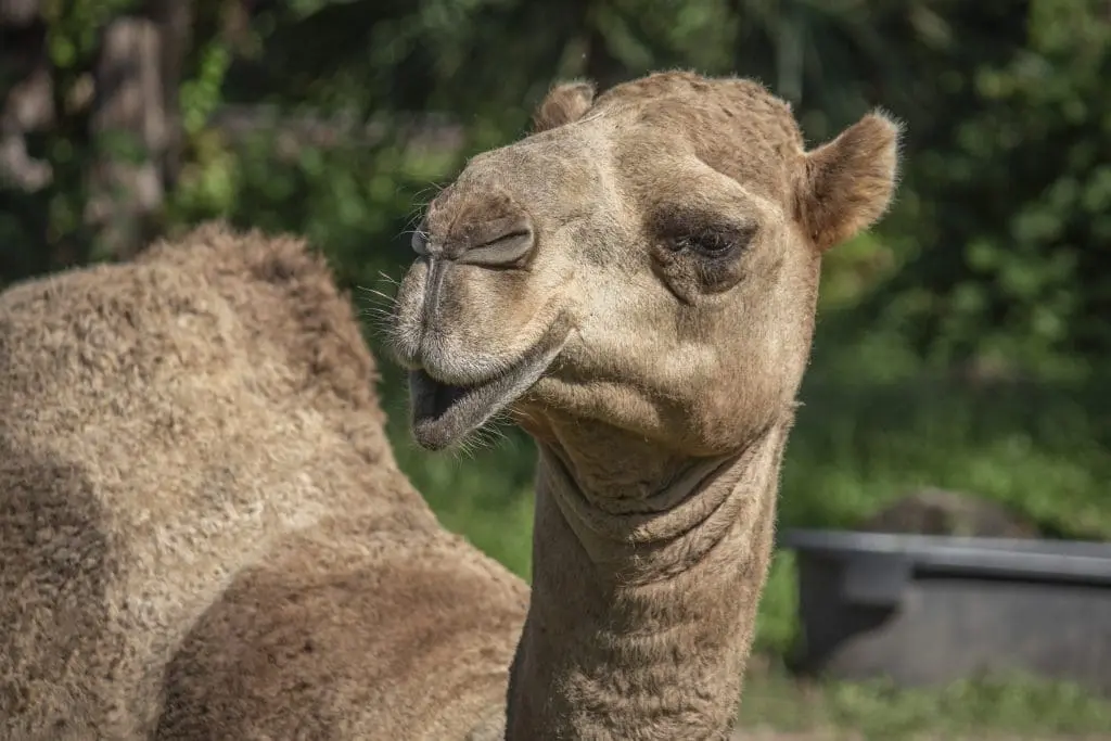 A Dromedary camel