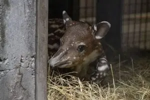 Baird's tapir Theo