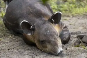 Baird's tapir Theo