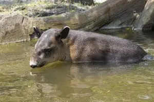 Baird's tapir Theo