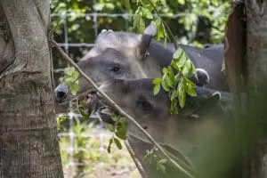Baird's tapir Theo