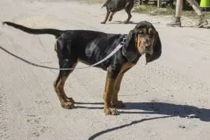 Bloodhound puppy