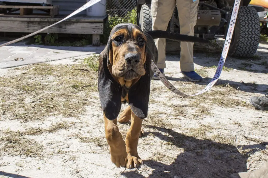 Bloodhound puppy