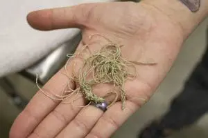 Braided fishing line net that was removed prior to endoscopy.