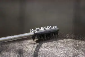 A close-up of a back scratcher being used on a Baird's Tapir