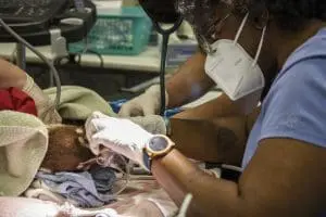 A woman cleans a white-nosed coati's teeth.