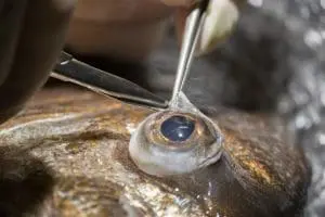 A closeup on a fish's eye as it's being removed during surge