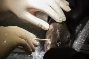 A veterinarian swabs the area of an eye removal on a fish.