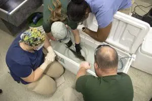 An animal care team looks at a fish recovering from surgery in a cooler of water.