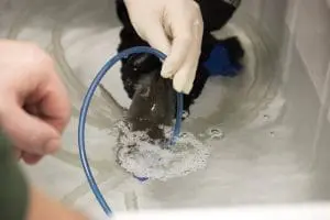 A fish receives air from a bubble machine.