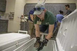 A pinfish is lifted from water for surgery.