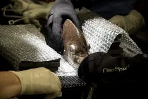 A fish is wedge between two stacks of foam wrapped in bubble wrap for surgery.