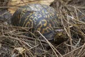 Box turtle Charlotte