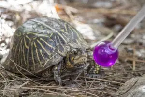 Box turtle Doubledoor
