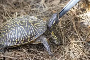 Box turtle Gandalf
