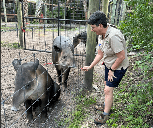 A woman with two Baird's tapirs