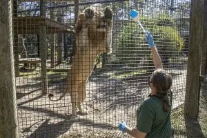 Keepers training lions