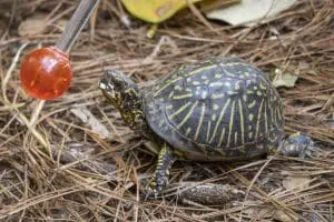 Box turtle Maleficent
