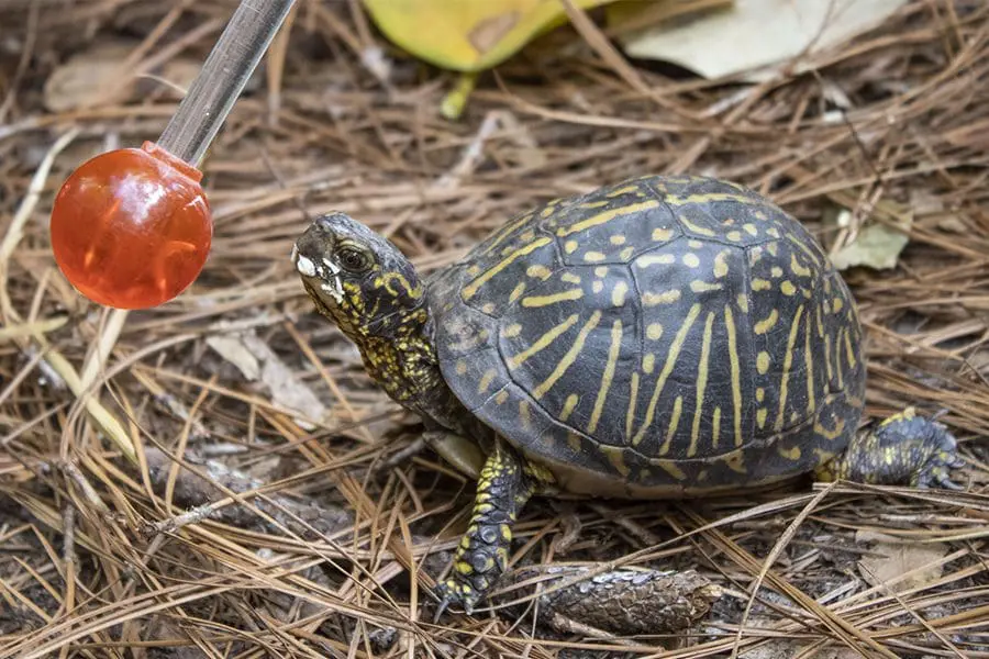 Box turtle Maleficent targeting.