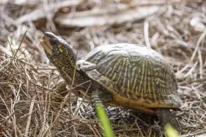 Box turtle Mickey