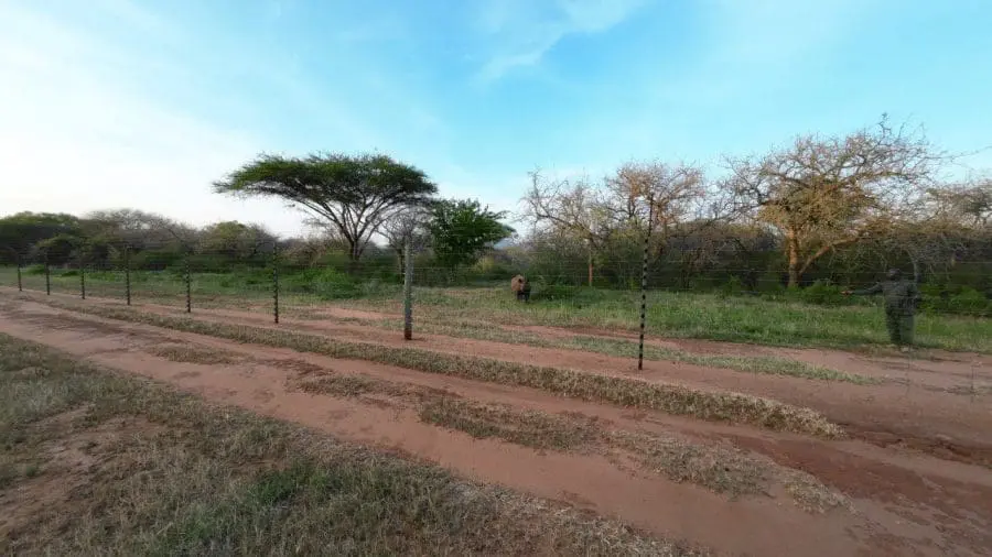 A black rhino