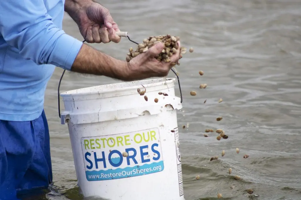 A person sprinkles clams into the Indian River Lagoon