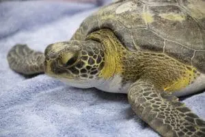 A green sea turtle patient
