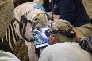A veterinarian looks inside a Grevy's zebra mouth.