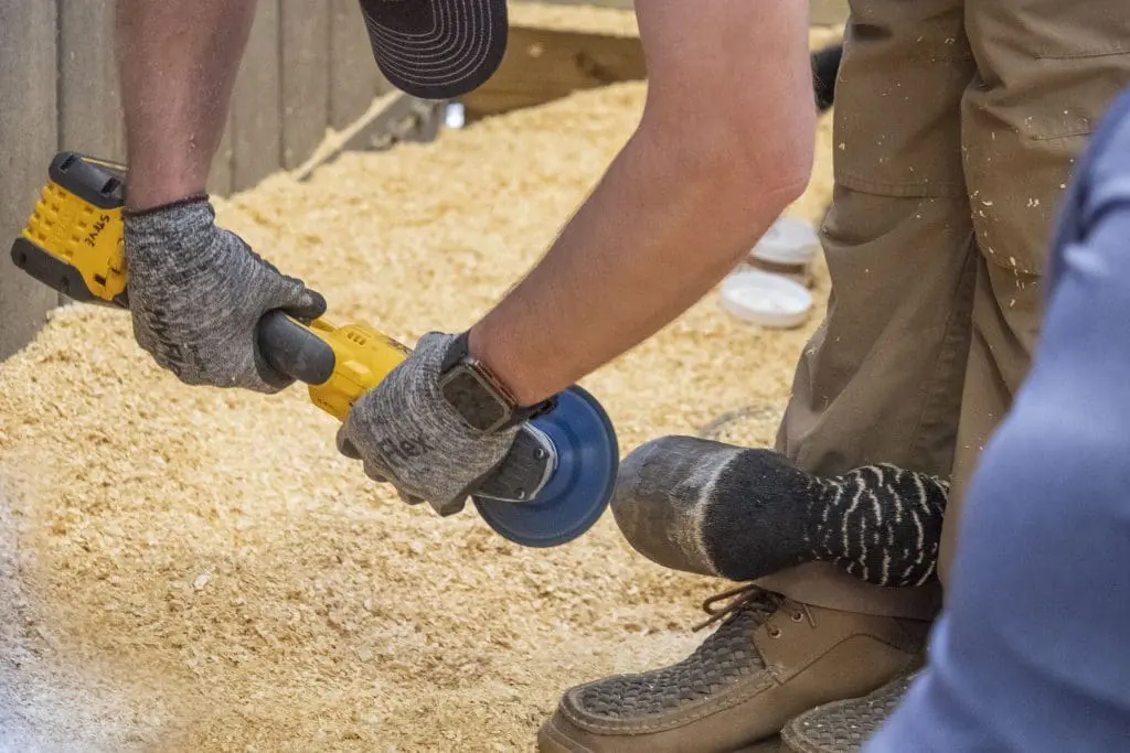 A grinder is used on a Grevy's zebra hoof.