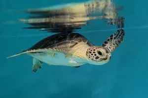 A green sea turtle swimming