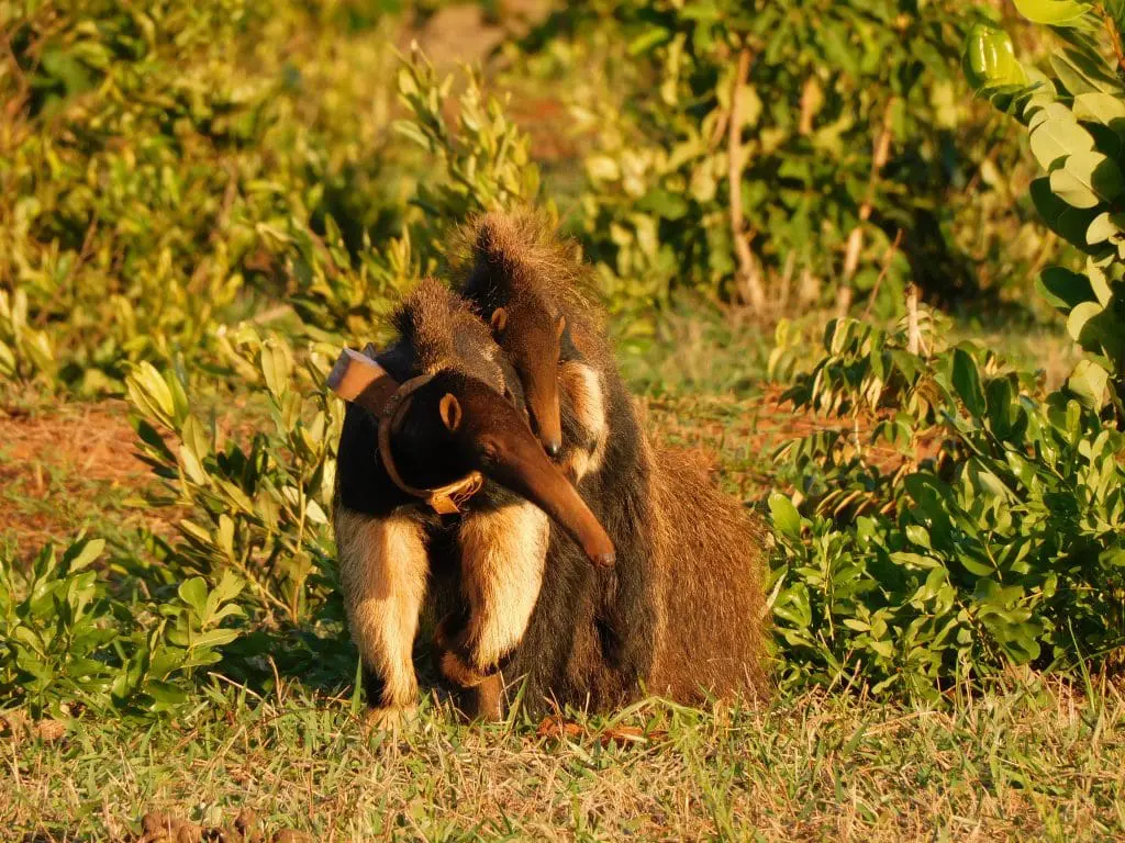 A giant anteater with a cub on their back.