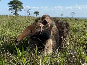 A giant anteater with a tracking device on its back.