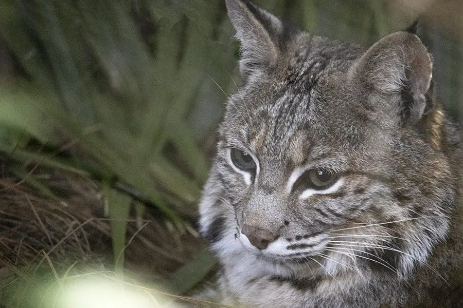 A bobcat profile
