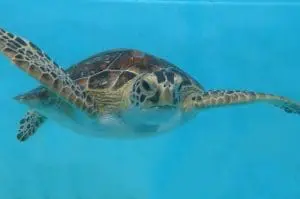 A green sea turtle swimming