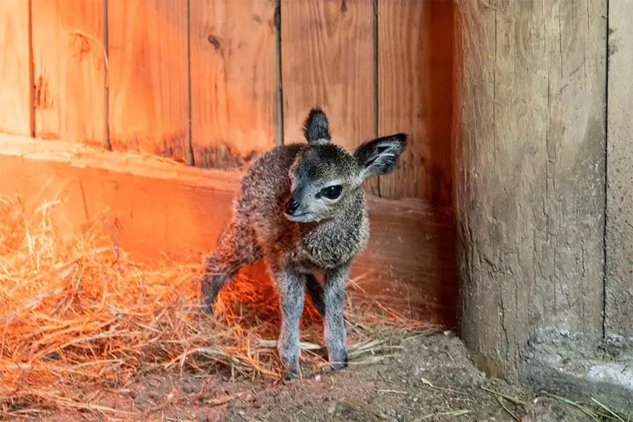 Newborn klipspringer baby