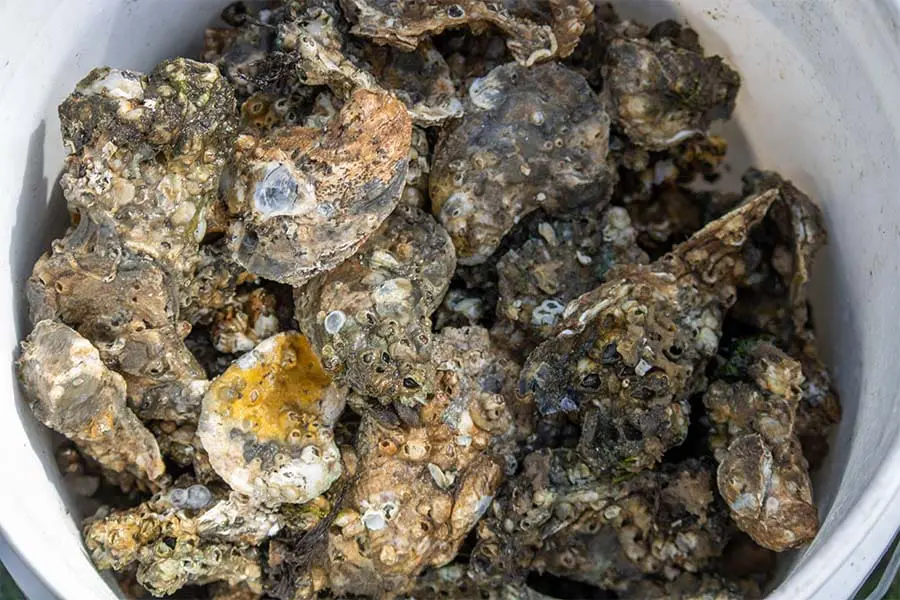Oysters with new growth.