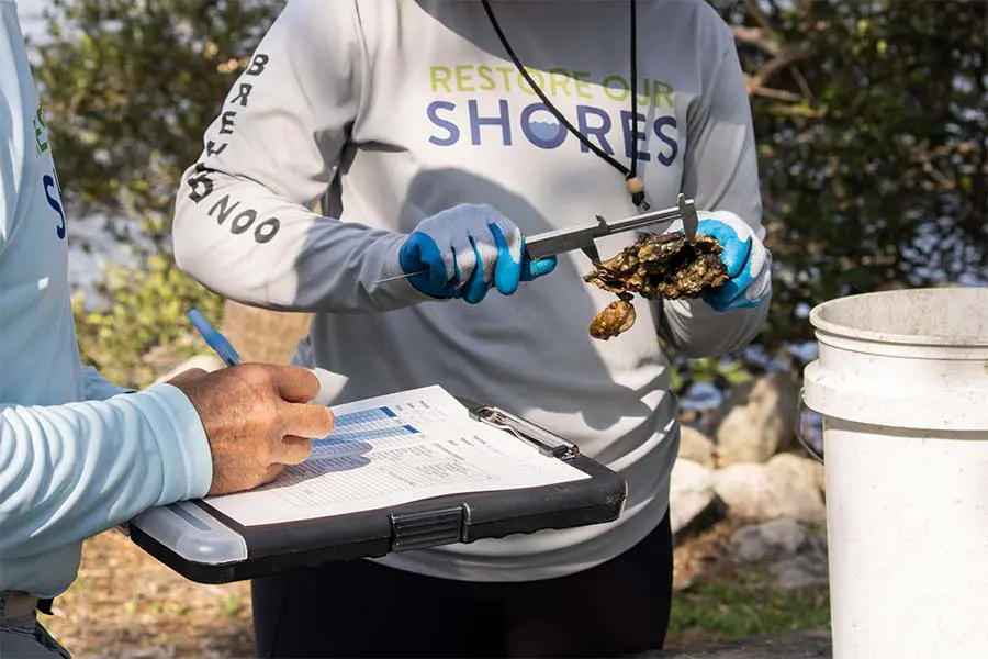 Restore Our Shores measuring new oyster growth.