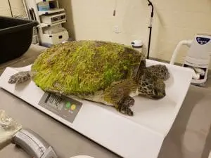 A green sea turtle on a scale