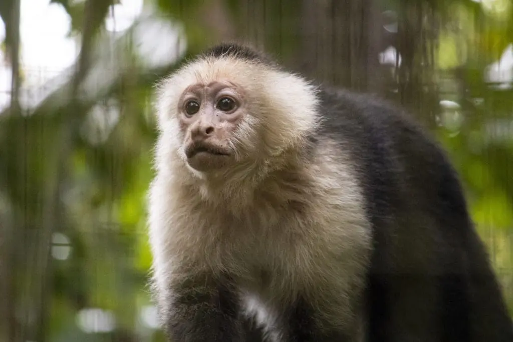 A capuchin