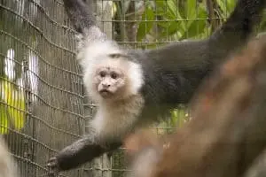 A capuchin climbs a fence