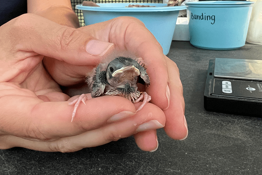 Florida grasshopper sparrow chick