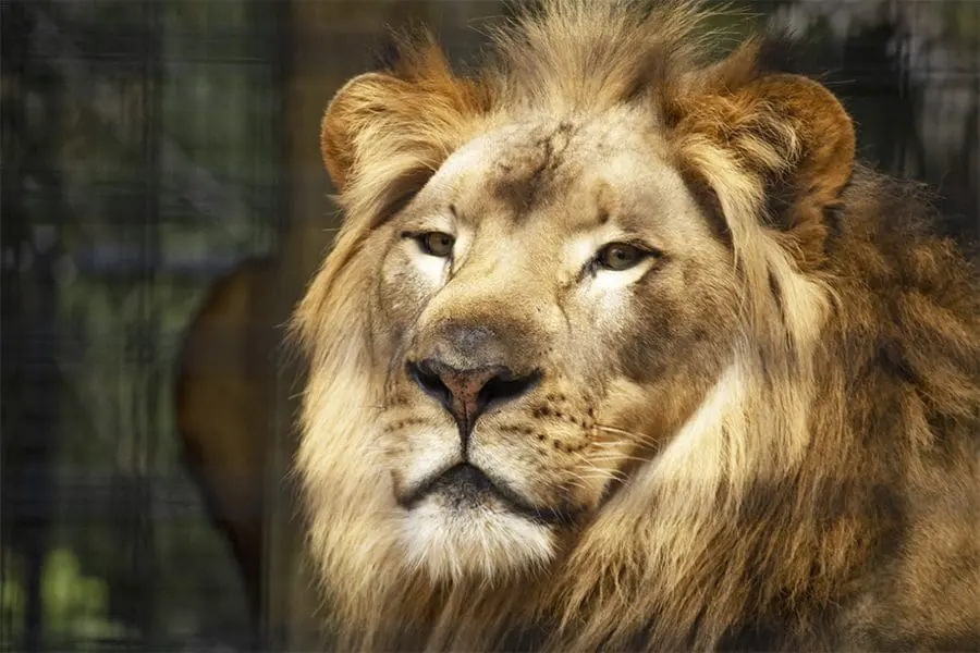 Lion